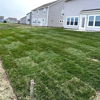 Sod and seed installation or repair