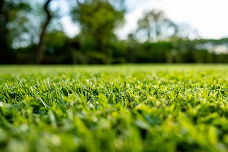 Lawn Care