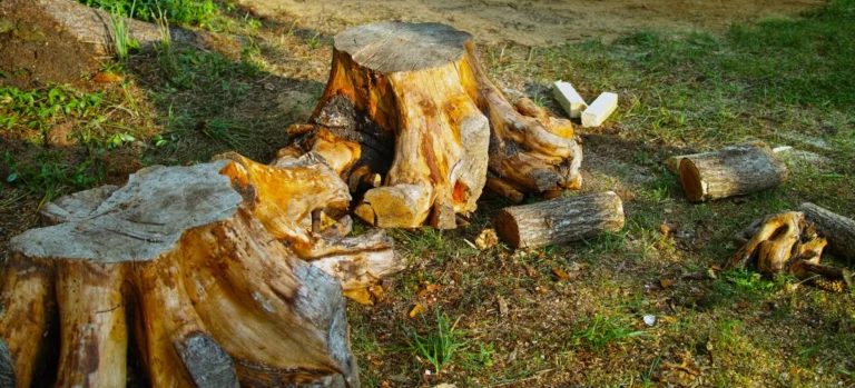 Tree and Stump Removal